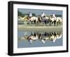 A Caravan of Racing Camels Return from a Morning Training Session-null-Framed Photographic Print