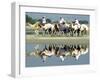 A Caravan of Racing Camels Return from a Morning Training Session-null-Framed Photographic Print