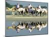 A Caravan of Racing Camels Return from a Morning Training Session-null-Mounted Photographic Print