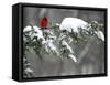 A Cardinal Sits on a Snow-Covered Branch-null-Framed Stretched Canvas