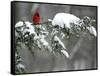 A Cardinal Sits on a Snow-Covered Branch-null-Framed Stretched Canvas