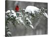 A Cardinal Sits on a Snow-Covered Branch-null-Stretched Canvas