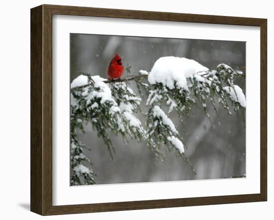 A Cardinal Sits on a Snow-Covered Branch-null-Framed Premium Photographic Print