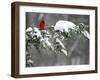 A Cardinal Sits on a Snow-Covered Branch-null-Framed Premium Photographic Print