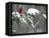 A Cardinal Sits on a Snow-Covered Branch-null-Framed Stretched Canvas