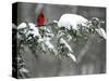 A Cardinal Sits on a Snow-Covered Branch-null-Stretched Canvas