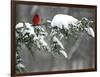 A Cardinal Sits on a Snow-Covered Branch-null-Framed Photographic Print