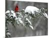 A Cardinal Sits on a Snow-Covered Branch-null-Mounted Photographic Print