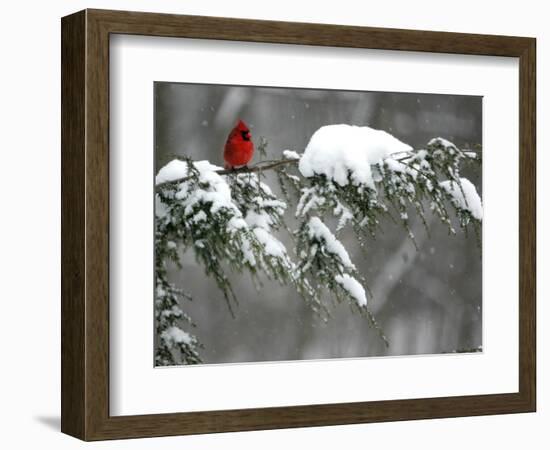 A Cardinal Sits on a Snow-Covered Branch-null-Framed Photographic Print