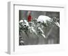 A Cardinal Sits on a Snow-Covered Branch-null-Framed Photographic Print