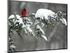 A Cardinal Sits on a Snow-Covered Branch-null-Mounted Photographic Print