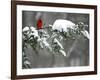 A Cardinal Sits on a Snow-Covered Branch-null-Framed Photographic Print