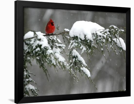 A Cardinal Sits on a Snow-Covered Branch-null-Framed Photographic Print