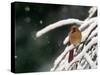 A Cardinal Waits its Turn at a Birdfeeder on a Snow-Covered Tree-null-Stretched Canvas