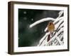 A Cardinal Waits its Turn at a Birdfeeder on a Snow-Covered Tree-null-Framed Photographic Print