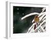 A Cardinal Waits its Turn at a Birdfeeder on a Snow-Covered Tree-null-Framed Photographic Print