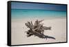 A Caribbean Beach in Cuba's Cayo Largo-Alex Saberi-Framed Stretched Canvas