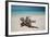 A Caribbean Beach in Cuba's Cayo Largo-Alex Saberi-Framed Photographic Print