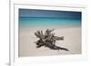 A Caribbean Beach in Cuba's Cayo Largo-Alex Saberi-Framed Photographic Print