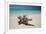 A Caribbean Beach in Cuba's Cayo Largo-Alex Saberi-Framed Photographic Print