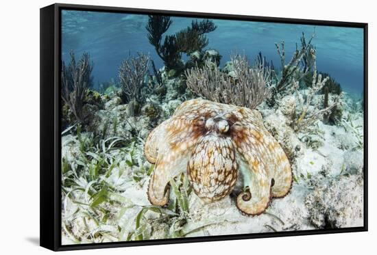 A Caribbean Reef Octopus on the Seafloor Off the Coast of Belize-Stocktrek Images-Framed Stretched Canvas