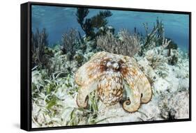A Caribbean Reef Octopus on the Seafloor Off the Coast of Belize-Stocktrek Images-Framed Stretched Canvas