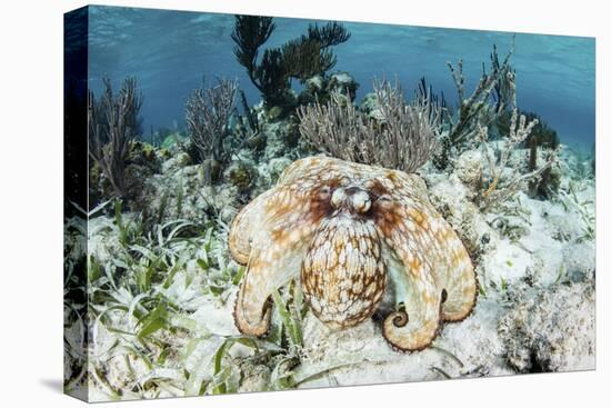 A Caribbean Reef Octopus on the Seafloor Off the Coast of Belize-Stocktrek Images-Stretched Canvas