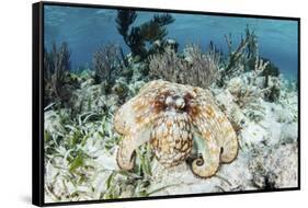 A Caribbean Reef Octopus on the Seafloor Off the Coast of Belize-Stocktrek Images-Framed Stretched Canvas