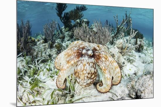 A Caribbean Reef Octopus on the Seafloor Off the Coast of Belize-Stocktrek Images-Mounted Premium Photographic Print