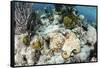 A Caribbean Reef Octopus on the Seafloor Off the Coast of Belize-Stocktrek Images-Framed Stretched Canvas