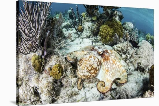 A Caribbean Reef Octopus on the Seafloor Off the Coast of Belize-Stocktrek Images-Stretched Canvas