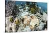 A Caribbean Reef Octopus on the Seafloor Off the Coast of Belize-Stocktrek Images-Stretched Canvas