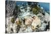 A Caribbean Reef Octopus on the Seafloor Off the Coast of Belize-Stocktrek Images-Stretched Canvas