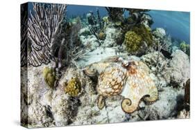 A Caribbean Reef Octopus on the Seafloor Off the Coast of Belize-Stocktrek Images-Stretched Canvas