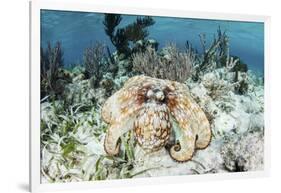 A Caribbean Reef Octopus on the Seafloor Off the Coast of Belize-Stocktrek Images-Framed Photographic Print