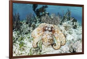 A Caribbean Reef Octopus on the Seafloor Off the Coast of Belize-Stocktrek Images-Framed Photographic Print