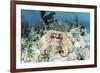 A Caribbean Reef Octopus on the Seafloor Off the Coast of Belize-Stocktrek Images-Framed Photographic Print