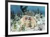 A Caribbean Reef Octopus on the Seafloor Off the Coast of Belize-Stocktrek Images-Framed Photographic Print