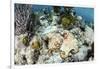 A Caribbean Reef Octopus on the Seafloor Off the Coast of Belize-Stocktrek Images-Framed Photographic Print