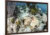 A Caribbean Reef Octopus on the Seafloor Off the Coast of Belize-Stocktrek Images-Framed Photographic Print