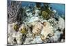 A Caribbean Reef Octopus on the Seafloor Off the Coast of Belize-Stocktrek Images-Mounted Photographic Print