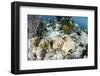 A Caribbean Reef Octopus on the Seafloor Off the Coast of Belize-Stocktrek Images-Framed Photographic Print