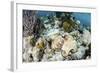 A Caribbean Reef Octopus on the Seafloor Off the Coast of Belize-Stocktrek Images-Framed Photographic Print