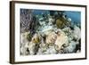 A Caribbean Reef Octopus on the Seafloor Off the Coast of Belize-Stocktrek Images-Framed Photographic Print