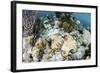 A Caribbean Reef Octopus on the Seafloor Off the Coast of Belize-Stocktrek Images-Framed Photographic Print