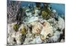 A Caribbean Reef Octopus on the Seafloor Off the Coast of Belize-Stocktrek Images-Mounted Photographic Print