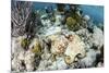 A Caribbean Reef Octopus on the Seafloor Off the Coast of Belize-Stocktrek Images-Mounted Photographic Print