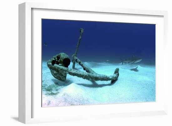 A Caribbean Reef Shark Swimbs by the Anchor at Treasure Wreck-Stocktrek Images-Framed Photographic Print