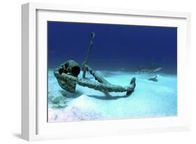 A Caribbean Reef Shark Swimbs by the Anchor at Treasure Wreck-Stocktrek Images-Framed Photographic Print