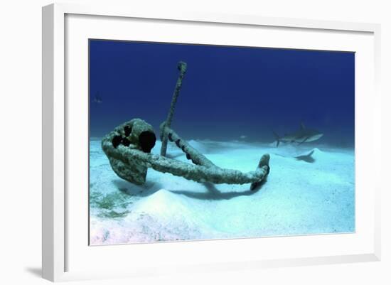 A Caribbean Reef Shark Swimbs by the Anchor at Treasure Wreck-Stocktrek Images-Framed Photographic Print